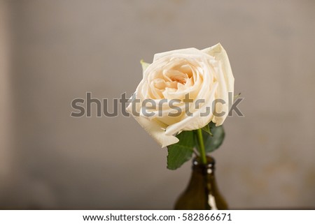 single rose close up view from above