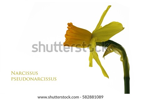 Flower of a yellow daffodil, sample text Narcissus pseudonarcissus, isolated on a white background, selected focus, narrow depth of field