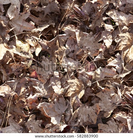 dry leaf falling on the ground.High-resolution seamless texture