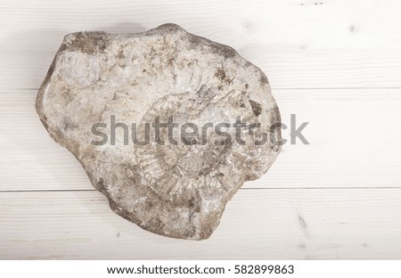 Nautilus fossil in stone on wooden background