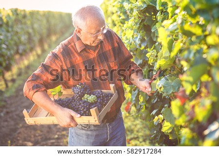 Senior man examining the grapes in the vineyard. Royalty-Free Stock Photo #582917284