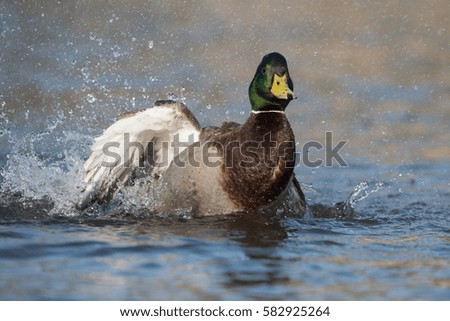 Mallard, Duck, Birds