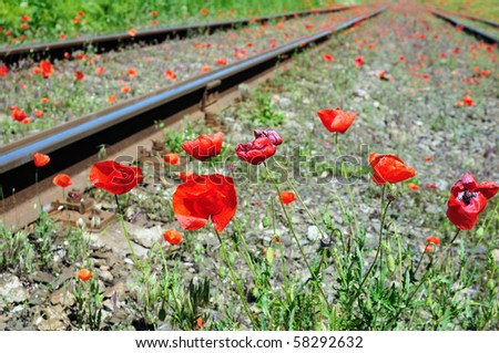 Wild red poppies near railway. "Nature and industry" concept.