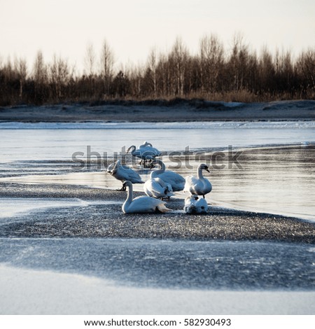 early swans resting on a thin ice in winter by the sea