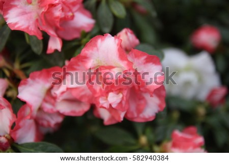 Background of pink Azalea. Group of pink azaleas. Rhododendron