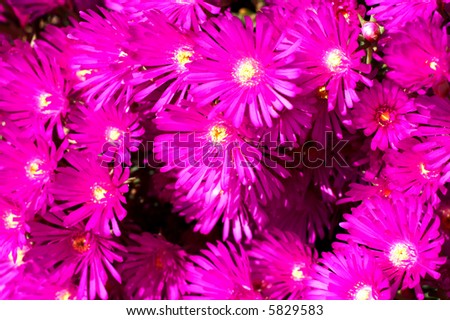Bunch of pink wild flowers in the field. No editing on the picture was done. Real life color