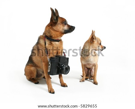 two dogs together with one holding a camera