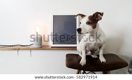 Interior photo with a focus on the background with the vintage lamp and empty photo frame standing on a wooden shelf behind the blurred little dog sitting on the bar stool with a leather seat.
