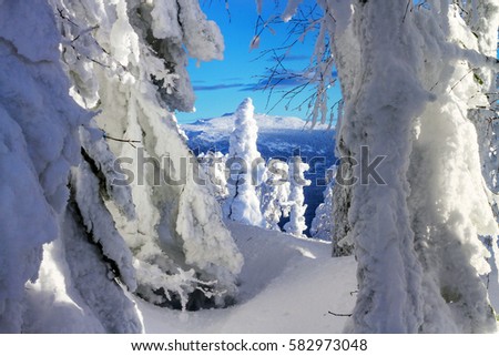 Amazing forest in winter with a view of a distant mountain