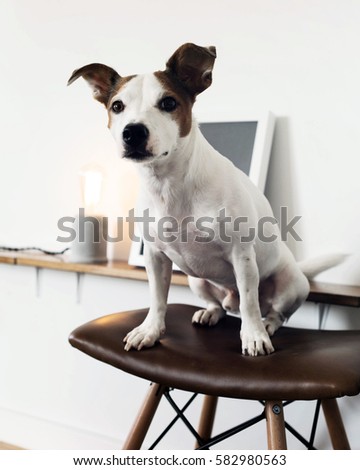 Dog is sitting on a bar stool with a leather seat in a white living room with a modern interior. Lovely pet is looking at the camera while sitting on the chair.