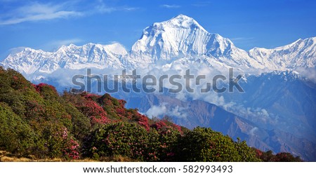 Magnificent blossoms rhododendrons on a background of white peaks in the Himalayas Royalty-Free Stock Photo #582993493