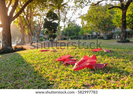 a front selective focus picture of dry red falling leaves on ground 