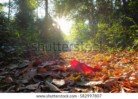 a front selective focus picture of dry red falling leaves on ground at walkways through the forest