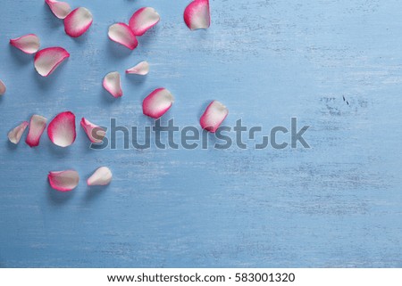 Petals of pink roses on blue painted rustic background. Fresh natural flowers. Dirty grunge wooden board.