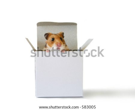 Little hamster sitting inside a box