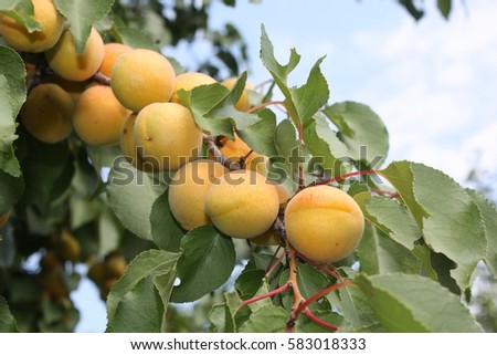Apricot tree fragment. Bunch of fresh ripe apricots on the branch of a tree against a clear blue sky with white clouds, summer day in July. It's time to harvest the fruit harvest in the organic farm