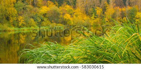 Colorful autumn forest and river and grass
