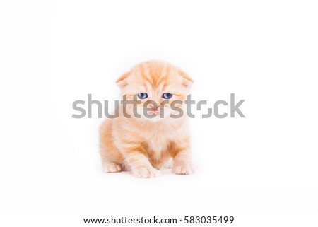 tiny kitten standing on a white background, red fluffy kitten Scottish Fold, tiny ginger cat.
