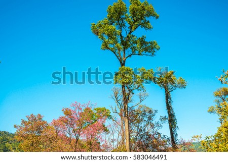 Trees with blue sky, Thailand.