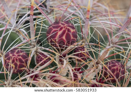 Cactus buds close up.