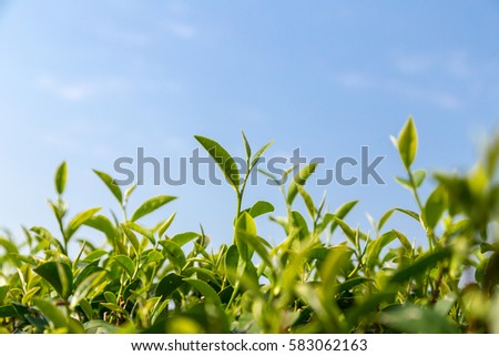 green tea leave in the field under blue sky