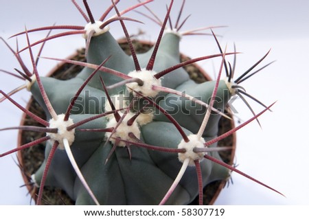 potted cactus closeup