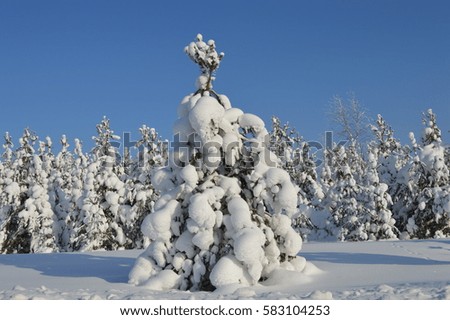 Lonely fir tree covered with snow, in the middle of the field. Russia. Perm region.