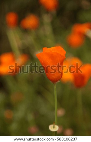 Close up of an orange California Poppy flower Eschscholzia californica with rain drops in a field in Big Sur
