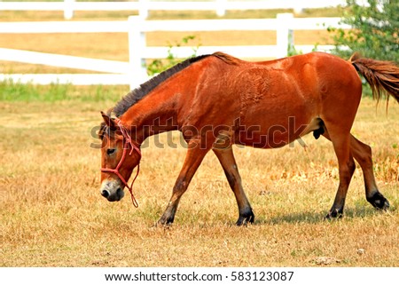 Horse in the farm, Thailand