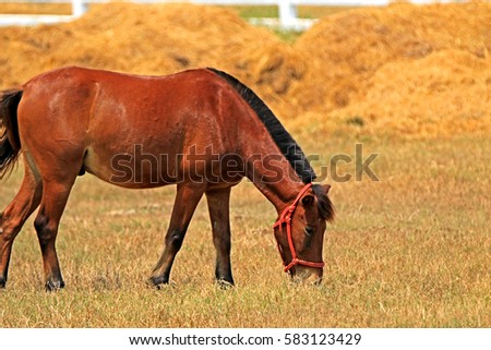 Horse in the farm, Thailand
