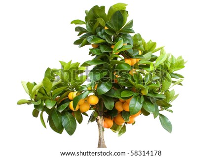 Orange Tree with Fruit Isolated on White Backround Royalty-Free Stock Photo #58314178