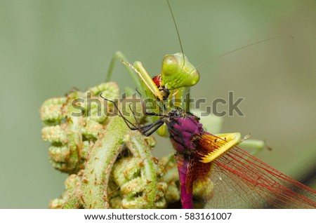 green praying mantis eating dragonfly