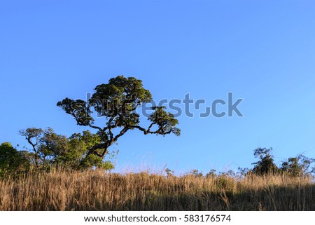 Beautiful tree on mountain in tropical forest.
