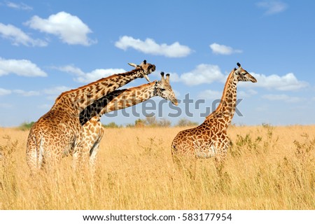 Close giraffe in National park of Kenya, Africa