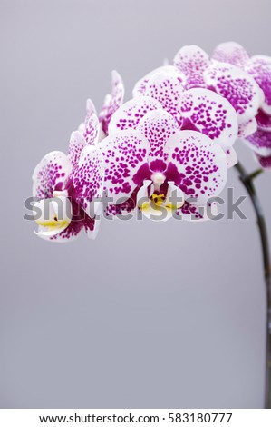 branch of gorgeous orchid flower-gray background 