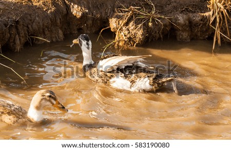 Ducks swimming in muddy water in Kerala, India
