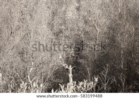 Natural mangrove infrared image for the background.
