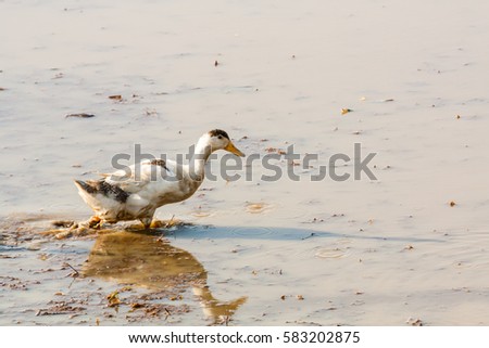 A duck walking through muddy paddy field and searching food in Kerala, India