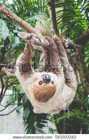 two-toed sloth hanging on the tree in the zoo - animal Royalty-Free Stock Photo #583203262
