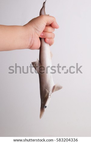 Hand holding a juvenile shark for anti shark killing campaign.