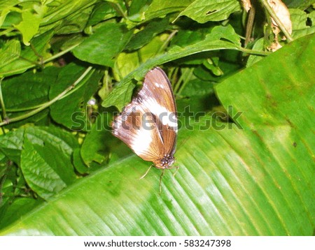 Butterfly House, Orangery. Butterfly on a leaf