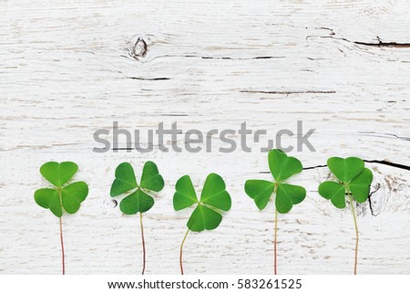 Saint Patricks Day background with green shamrock on white rustic texture top view.