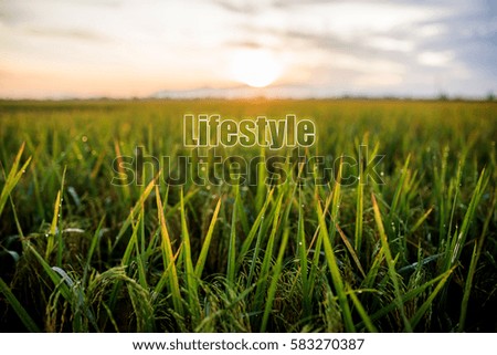 view of a paddy field during sunrise with test message lifestyle written
