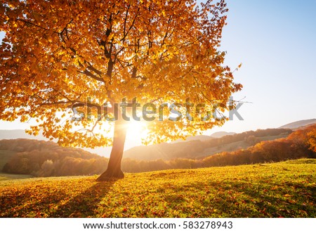 Shiny beech tree on a hill slope with sunny beams at mountain valley. Gorgeous morning scene. Red and yellow autumn leaves. Location place Carpathians, Ukraine, Europe. Discover the world of beauty.