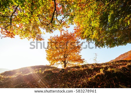 Shiny beech tree on a hill slope with sunny beams at mountain valley. Dramatic morning scene. Red and yellow autumn leaves. Location place Carpathians, Ukraine, Europe. Discover the world of beauty.