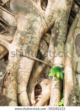 Texture of root from old tree in temple with green leaf - Vintage filter