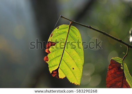  leaf on a sunny afternoon in early autumn.autumn leaves.selective focus.