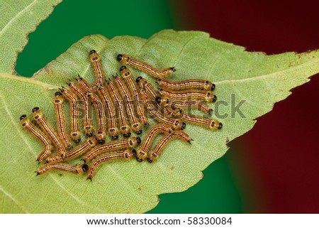 A group of caterpillars sitting on a hickory leaf