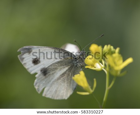 Indian white  cabbage Butterfly