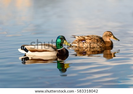 Birds and animals in wildlife background. Amazing view of a couple mallard duck swimming in blue water of river or pond at sunset